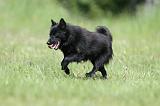 SCHIPPERKE 326